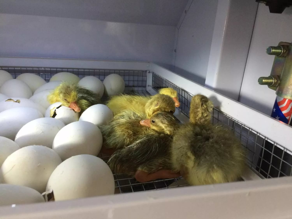Сколько держать цыпленка в инкубаторе после вылупления. Инкубаторий Утиные яйца. Гусиные яйца в инкубаторе. Утиные яйца в инкубаторе. Цыплята утята индюки гуси Инкубаторий.