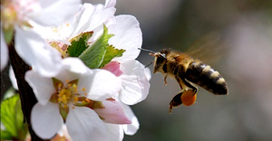 Черешня – одна из самых любимых садовых ягод у людей любого возраста. Каждый садовод старается приобрести черешню для своего участка. Богатый и вкусный урожай – это гордость  дачников, но не все знают, как непросто этого достичь. Каждое дерево должно в саду получить свою порцию внимания и заботы. А вот наличие ягодного изобилия – задача непростая и в основном зависит от опыления растения. Очень важно знать, кто и как опыляет черешню. Часто для этого нужны насекомые-опылители или ветер. Иногда естественное опыление просто невозможно, тогда требуется искусственный способ. Сложности в этом нет никакой, главное, обладать определенными знаниями по данному вопросу.