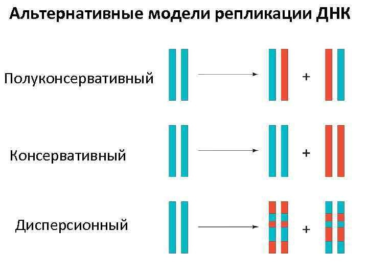 Механизм полуконсервативной репликации. Полуконсервативная репликация. Полуконсервативный механизм репликации ДНК. Консервативный полуконсервативный метод репликации ДНК. Полуконсервативный принцип репликации ДНК.