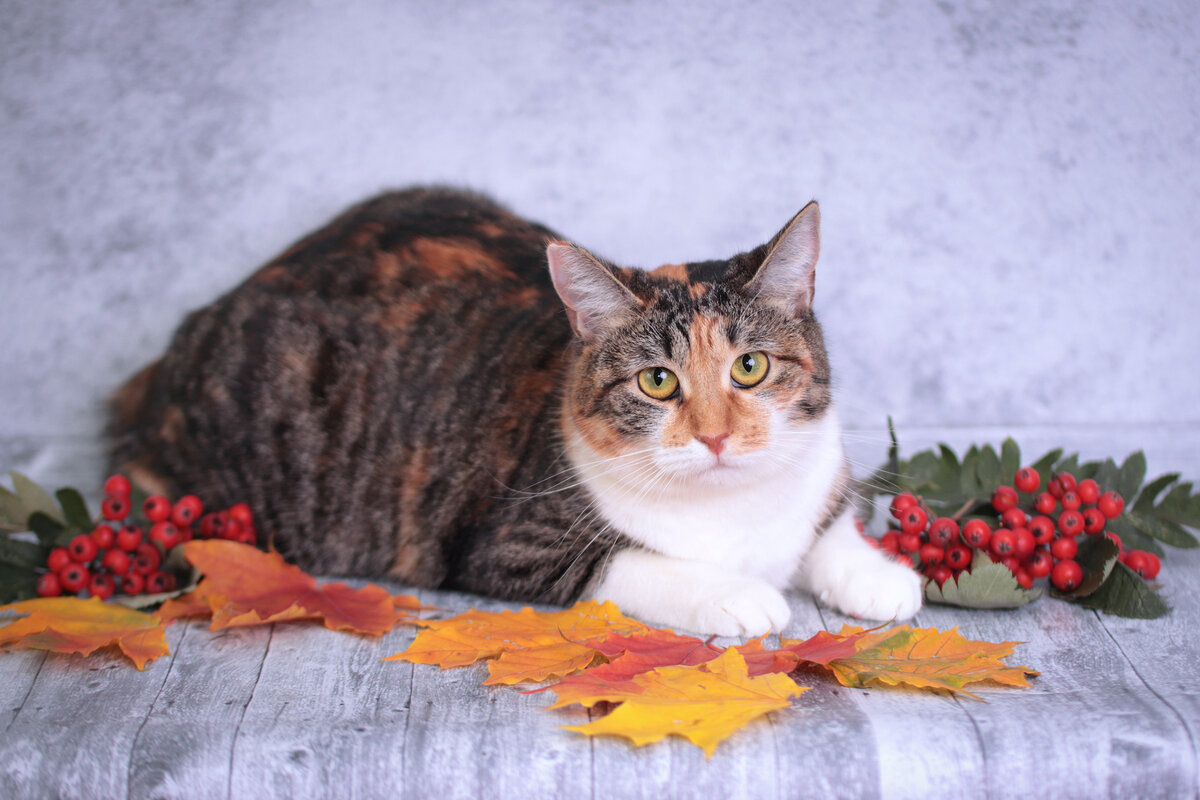 Кристал, чудесная плюшевая кошка. Уютная и неотразимая.