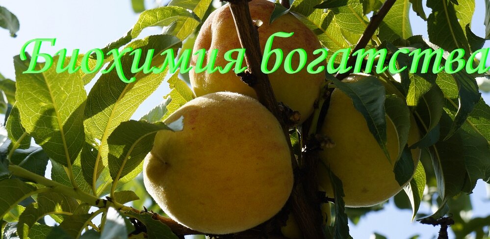 Биохимия богатства