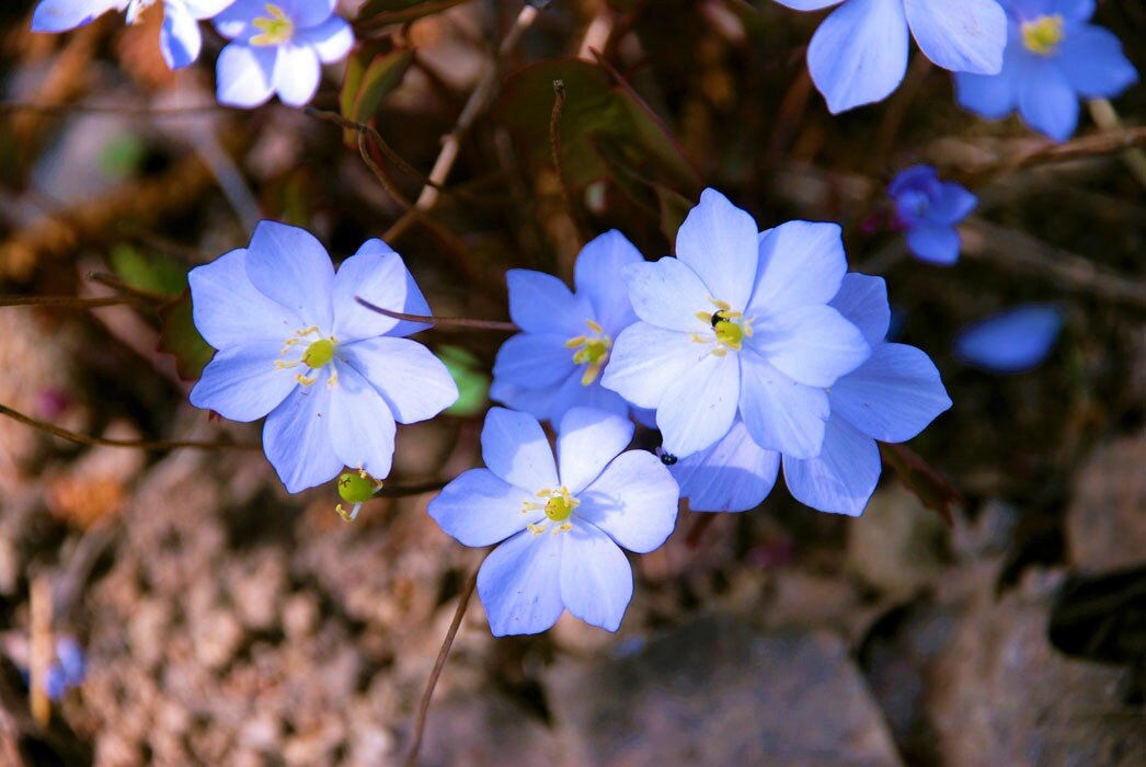 Нежно - голубые цветы джефферсонии. Фото с сайта: https://clck.ru/YZgRr.