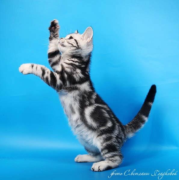 Котенок из Питомника SolidFold