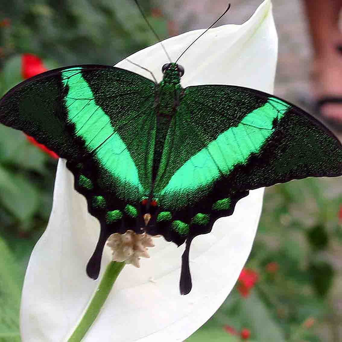 Черно зеленая бабочка. Papilio Palinurus бабочка. Парусник Палинур Papilio Palinurus. Бабочка парусник Палинур (Papilio Palinurus). Изумрудный Палинур.