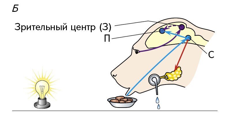 Безусловный слюноотделительный рефлекс схема