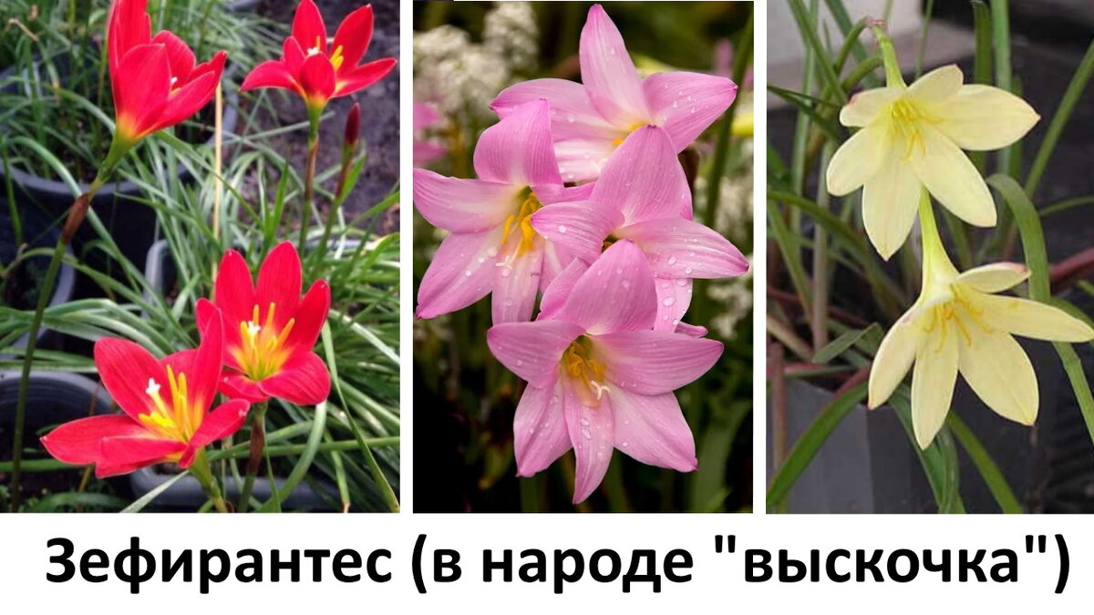 Зефирантес цветет примета