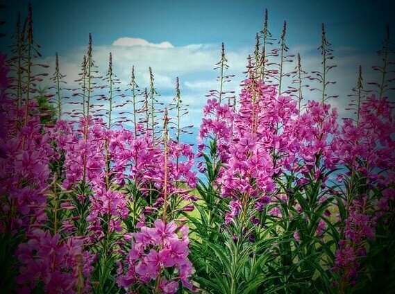 Цветущий кипрей