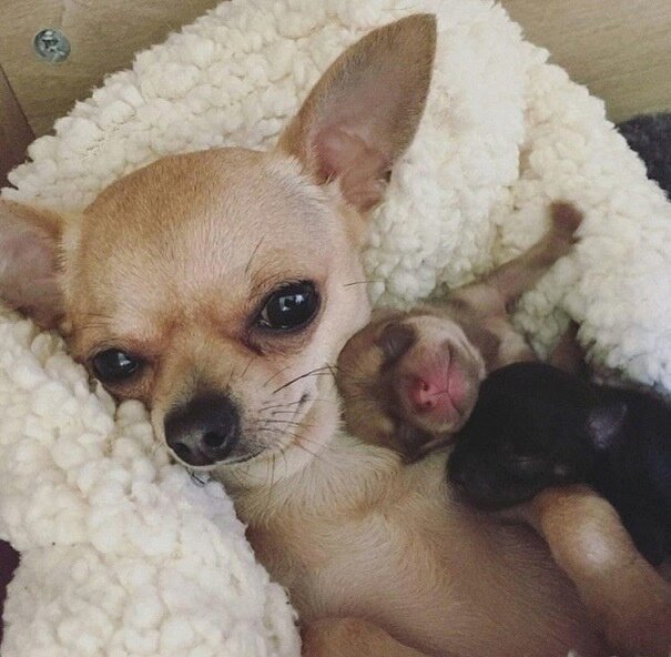 чихуахуа Люся