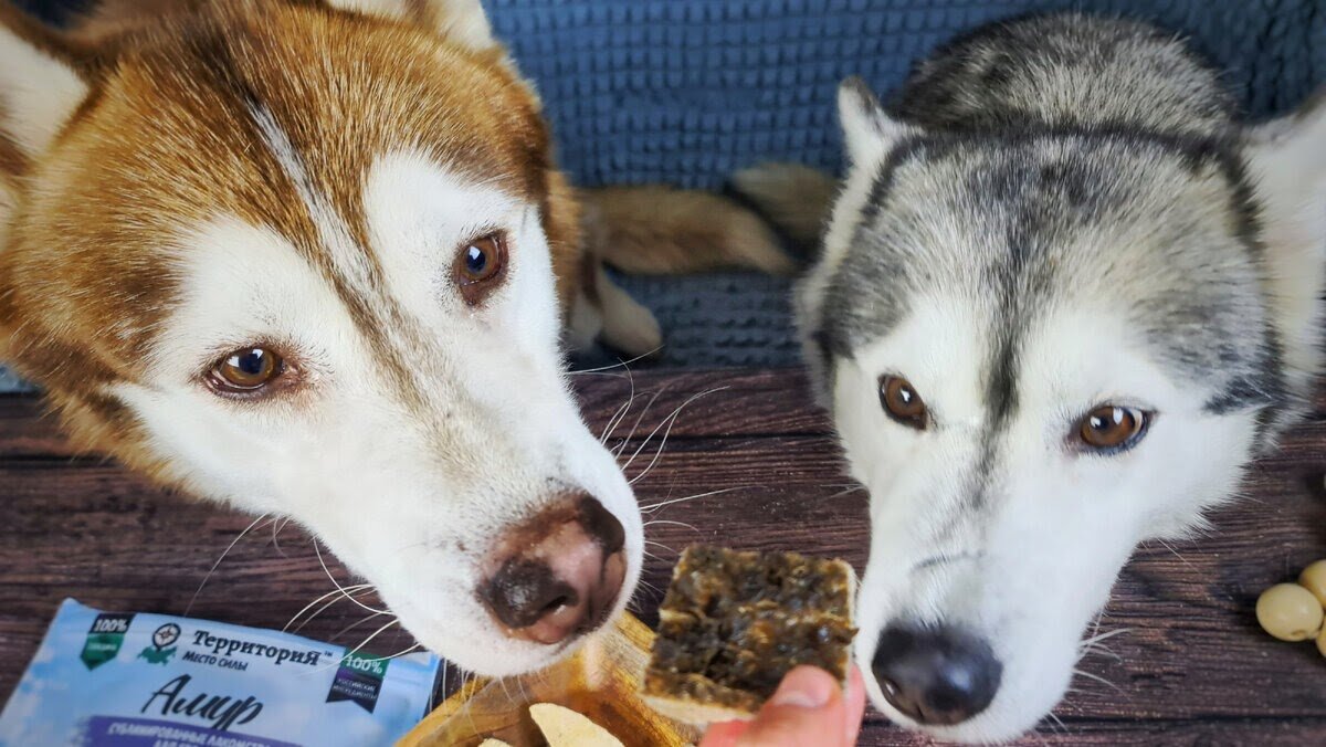 Чем побаловать собак, чтоб это было не только вкусно, но и полезно? | In  Dogs we Trust | Дзен