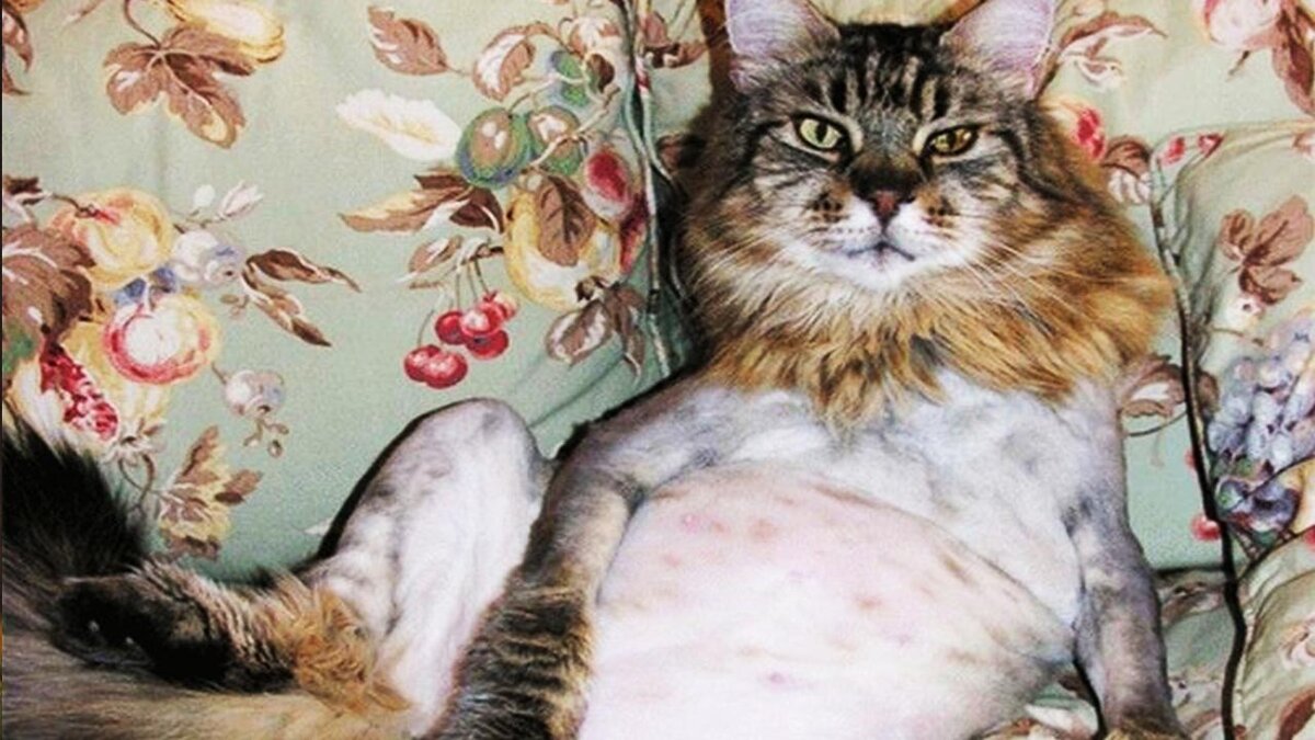Источник: animalworld.com.ua