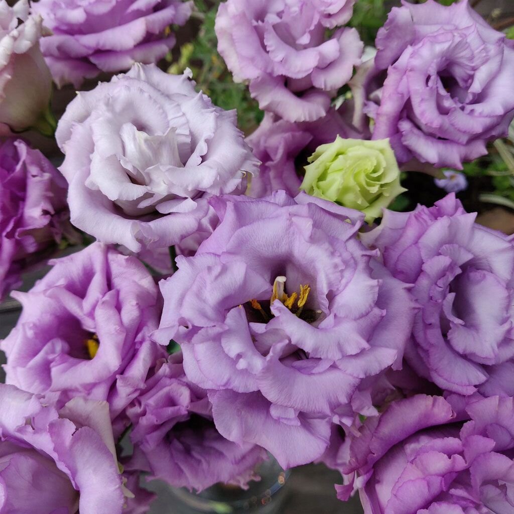 Эустома.  Фото  из  интернета.