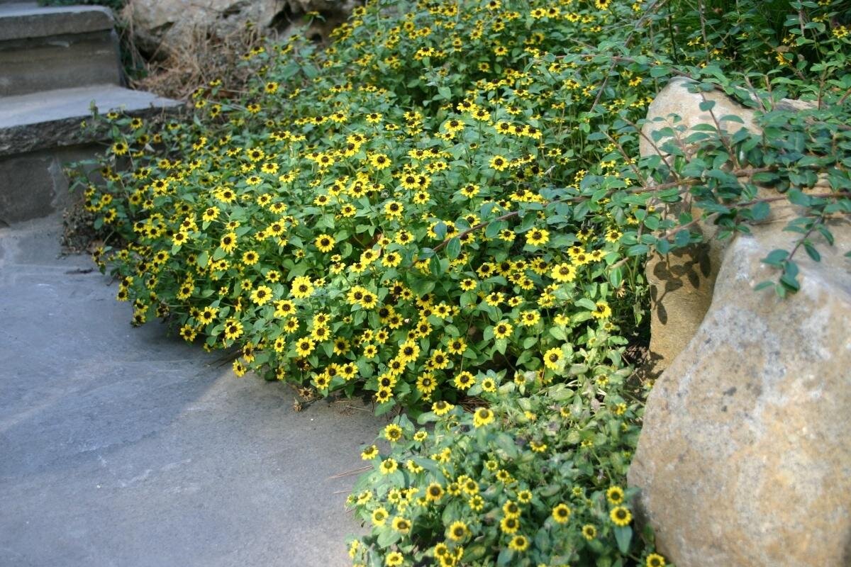 Санвиталия золотой куст