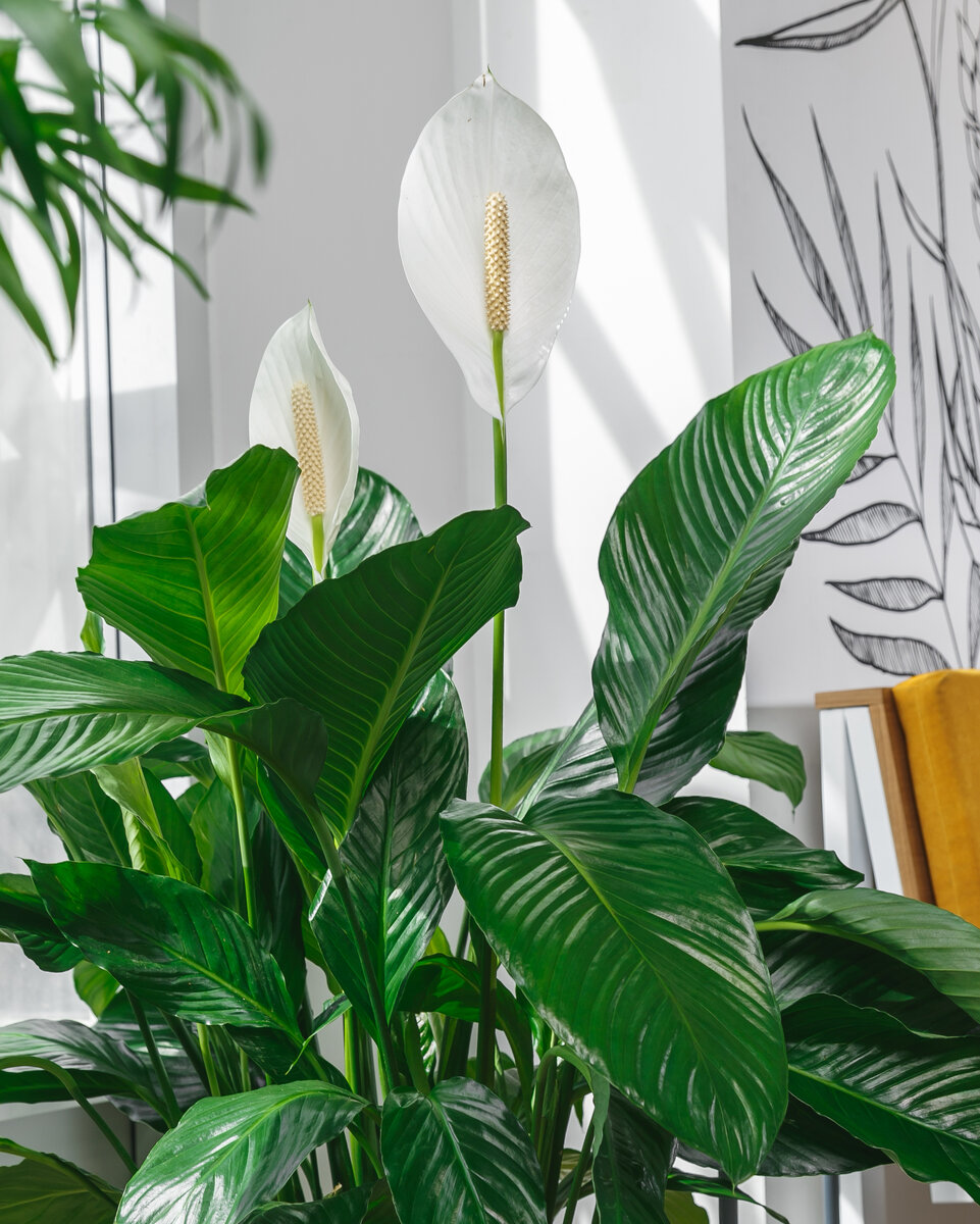 Spathiphyllum House Plant