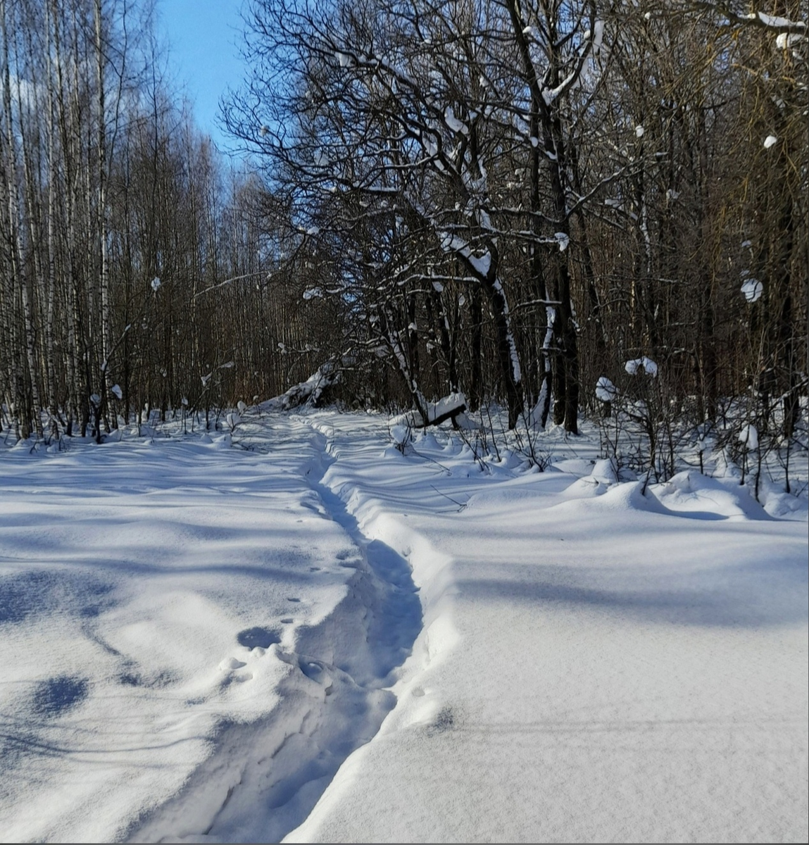 Лесные тропинки.