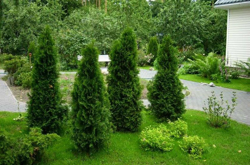 Украшение сада - туя Смарагд
