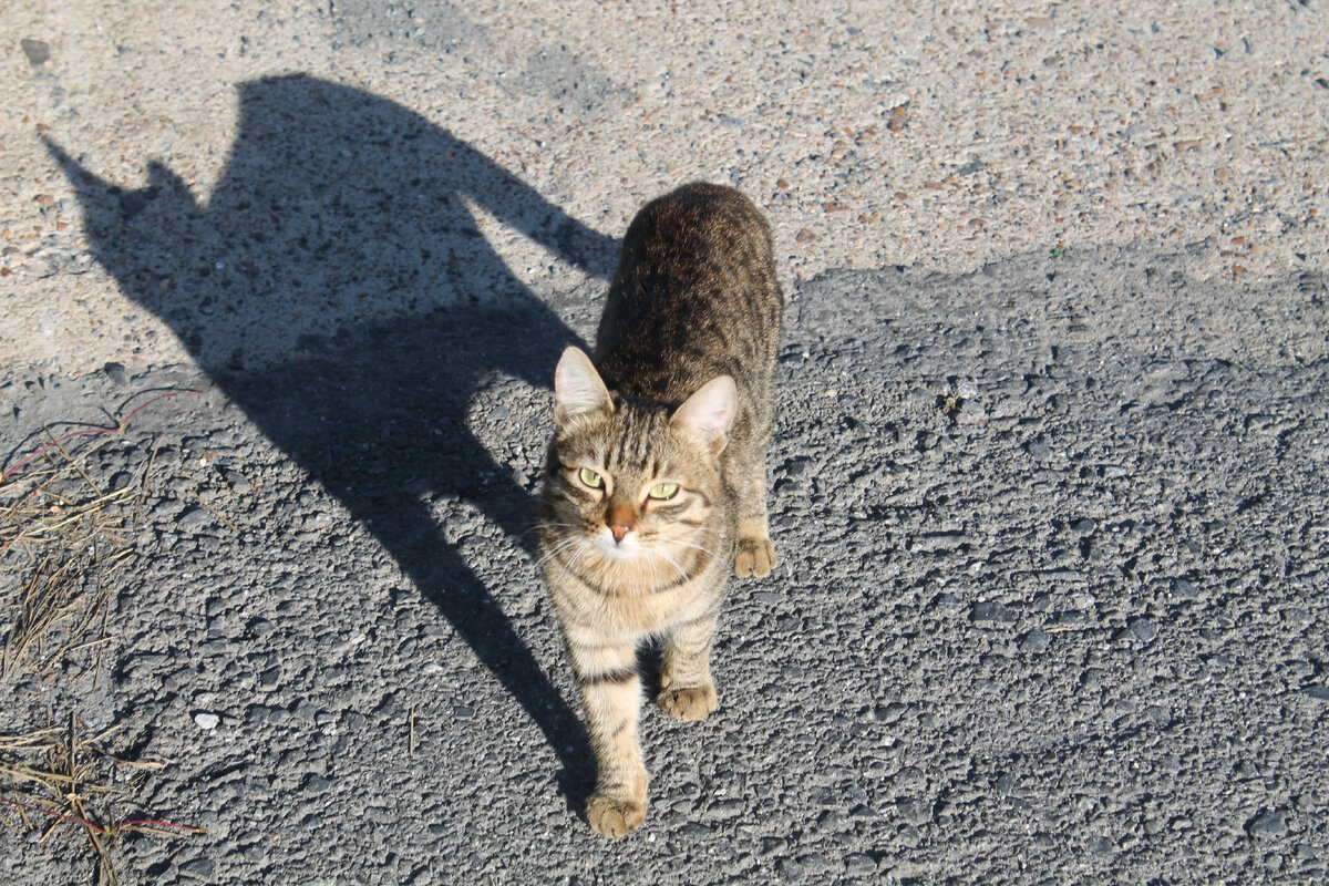 Кошка разгуливает по городу Сатка Челябинской области. Вроде и бездомная, но ухоженная. Вообще, в этом городе куда ни глянь – везде кошки. Фото автора