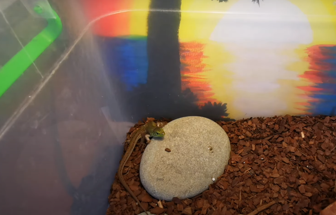 лучше контейнер со стенками повыше 