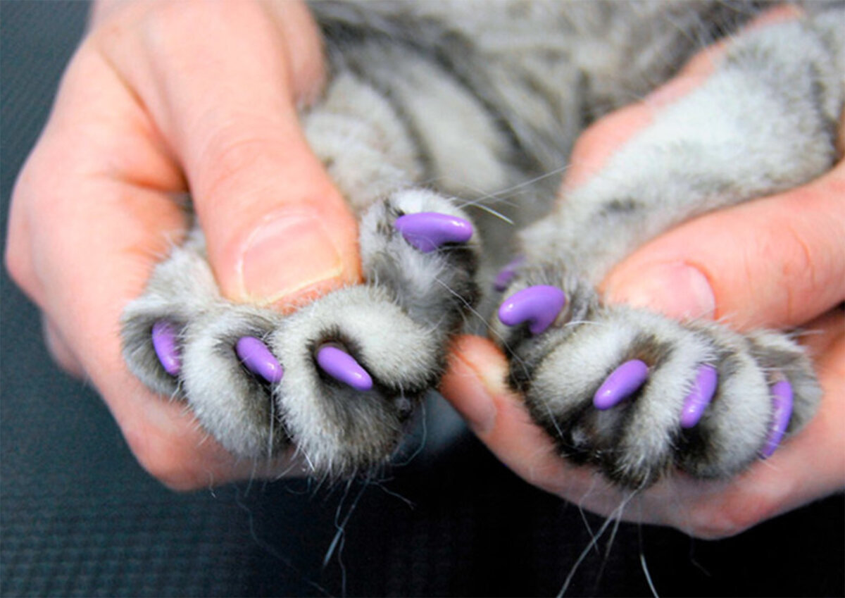 Как делать лапки. Кошка на ногтях. Антицарапки для кошек.