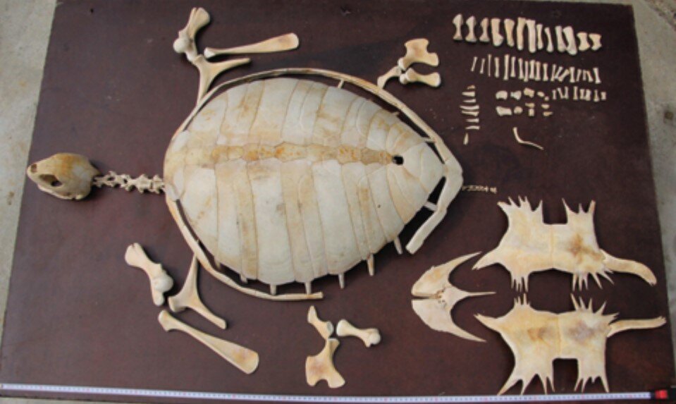Скелет морской черепахи из Музея природы Абхазского государственного университета