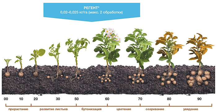 Схема применения инсектицида Регент на картофеле