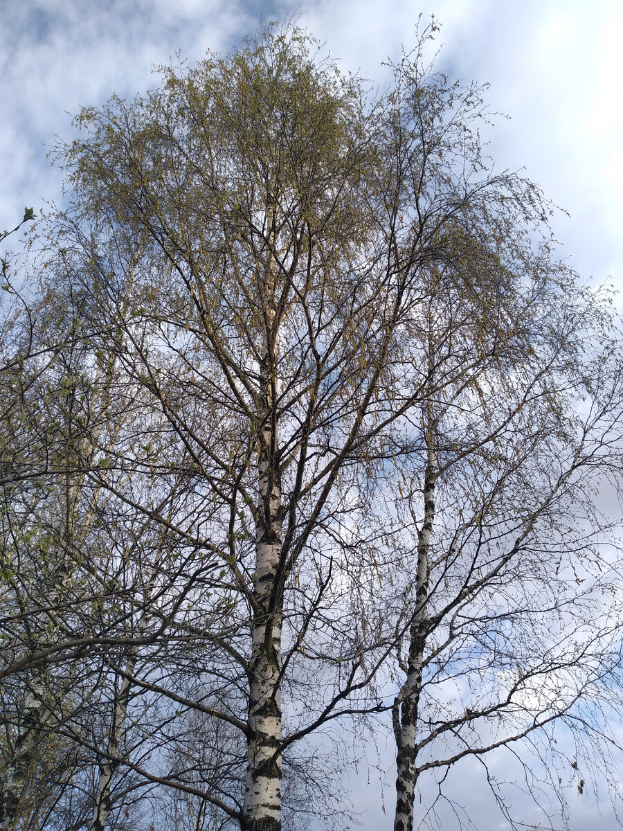 Берёза буквально за ночь оделась в сережки!