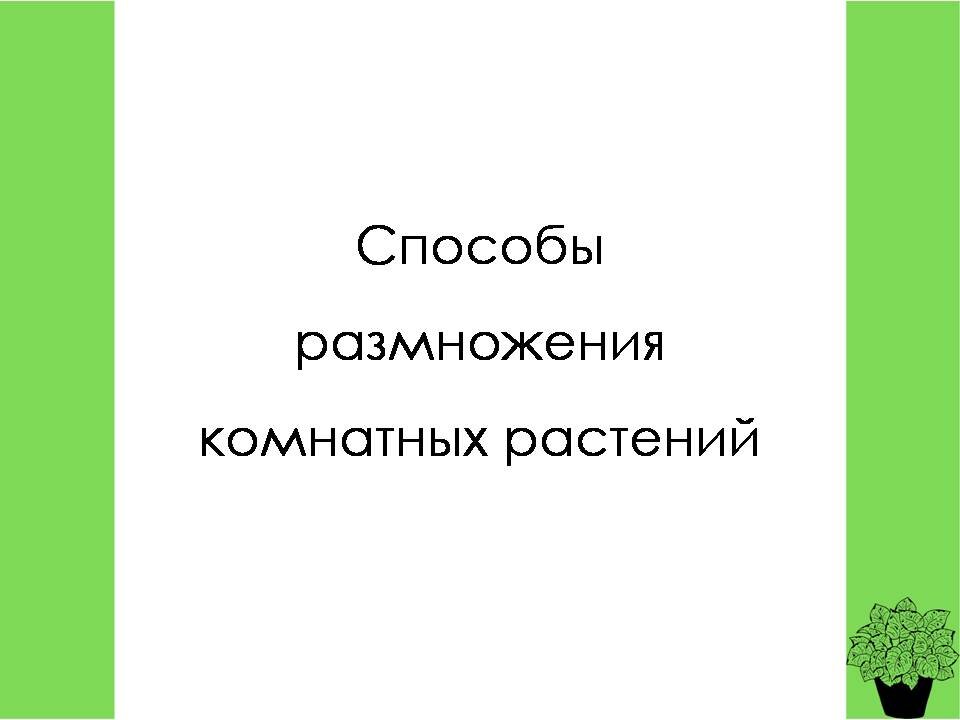 Способы размножения комнатных растений