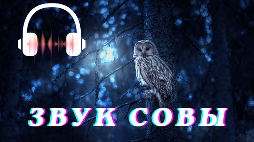 Звук филина слушать Звук филина слушать
