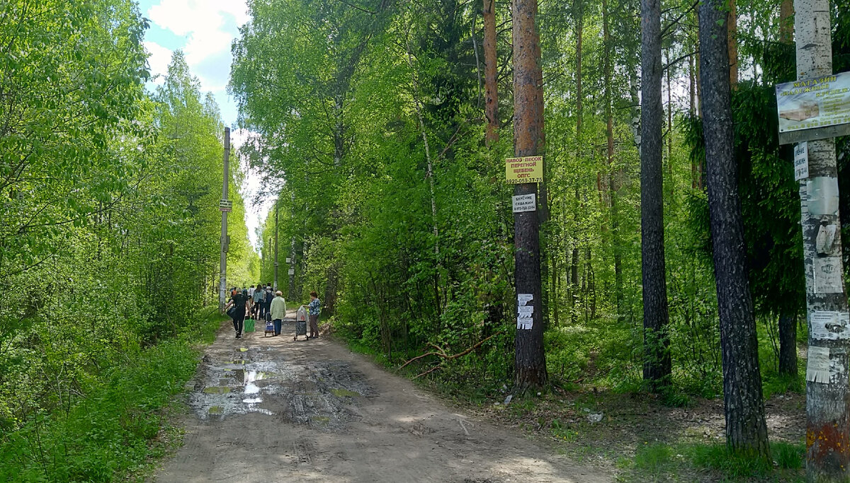 Садоводы идут со станции Кеза (Горьковская железная дорога) на свои дачи