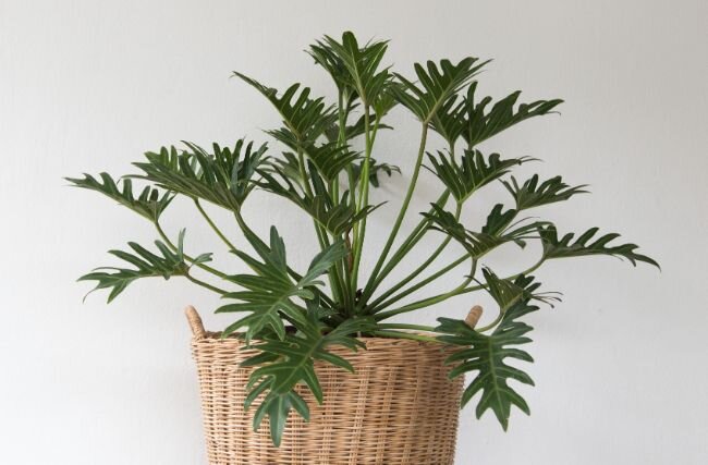 Шикарный пышный Филодендрон Ксанаду. Фото: smartgardenguide.com