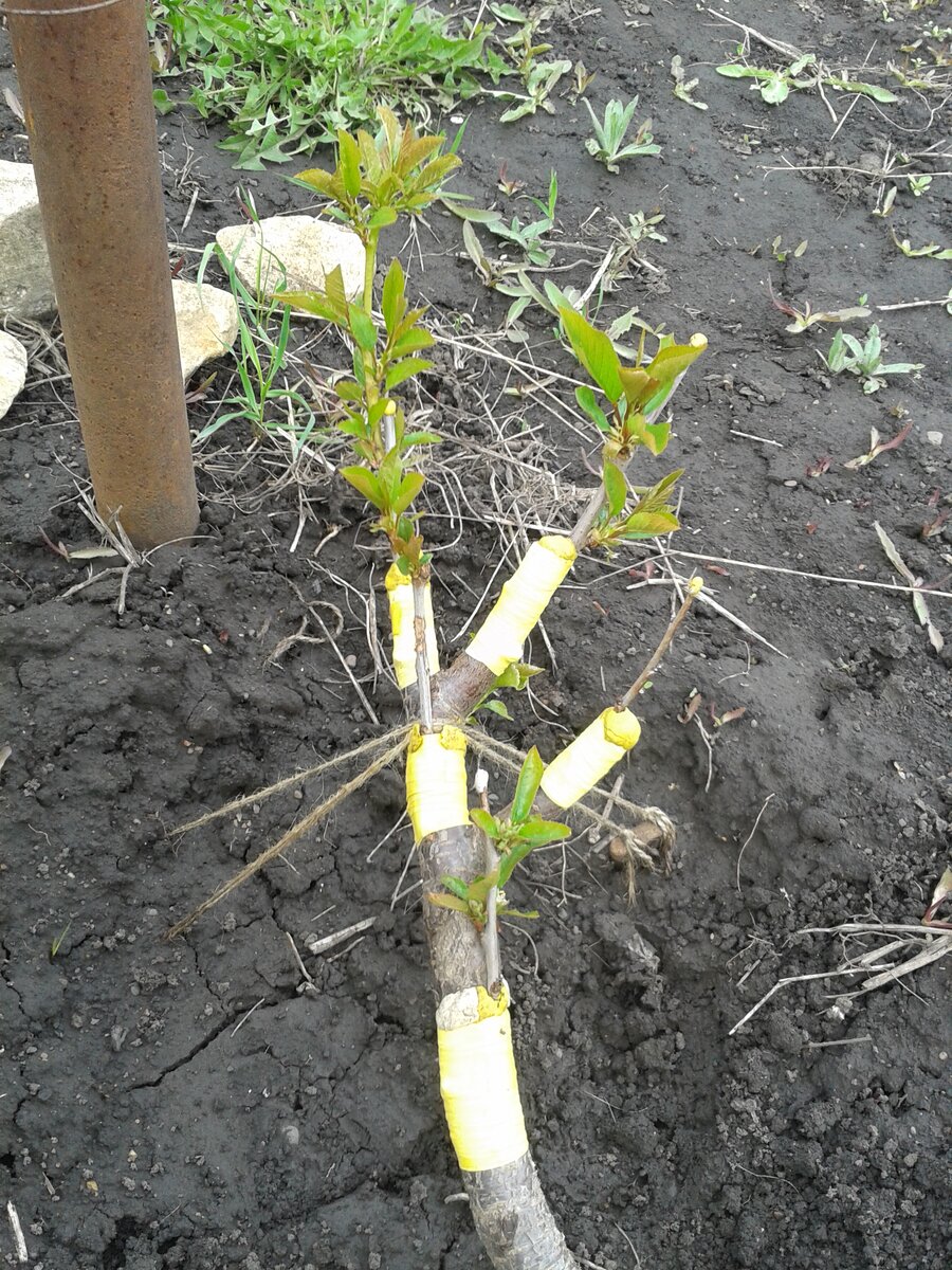 Фото 2. 17 мая 2022 г.