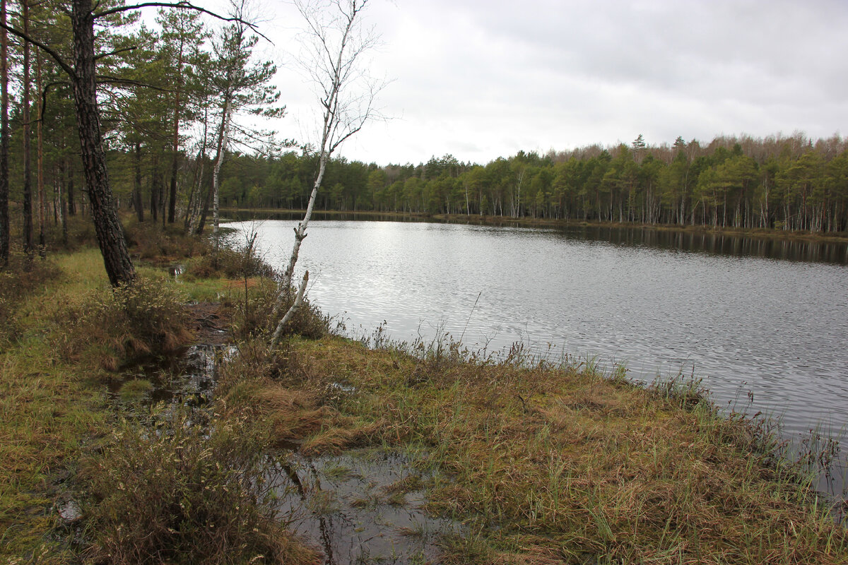 Бучкино болото