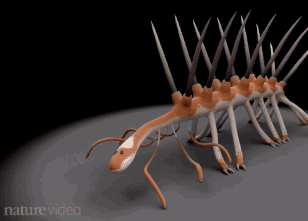 Реконструкция Hallucigenia sparsa
Кадр: Nature
