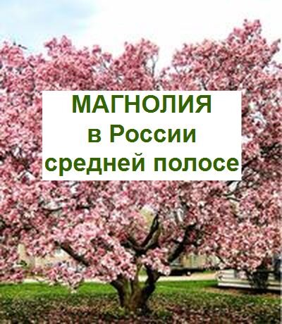 магнолия в саду