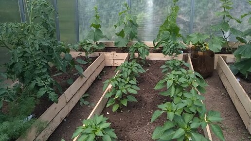 Высадка томатов в теплицу. Баклажаны в теплице. Что можно посадить в теплице с томатами. Теплица для баклажанов. Что можно посадить в теплице с томатами.