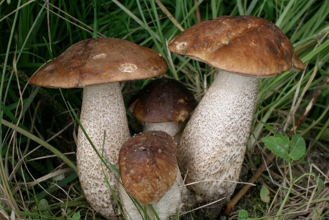 Трава вокруг грибов
