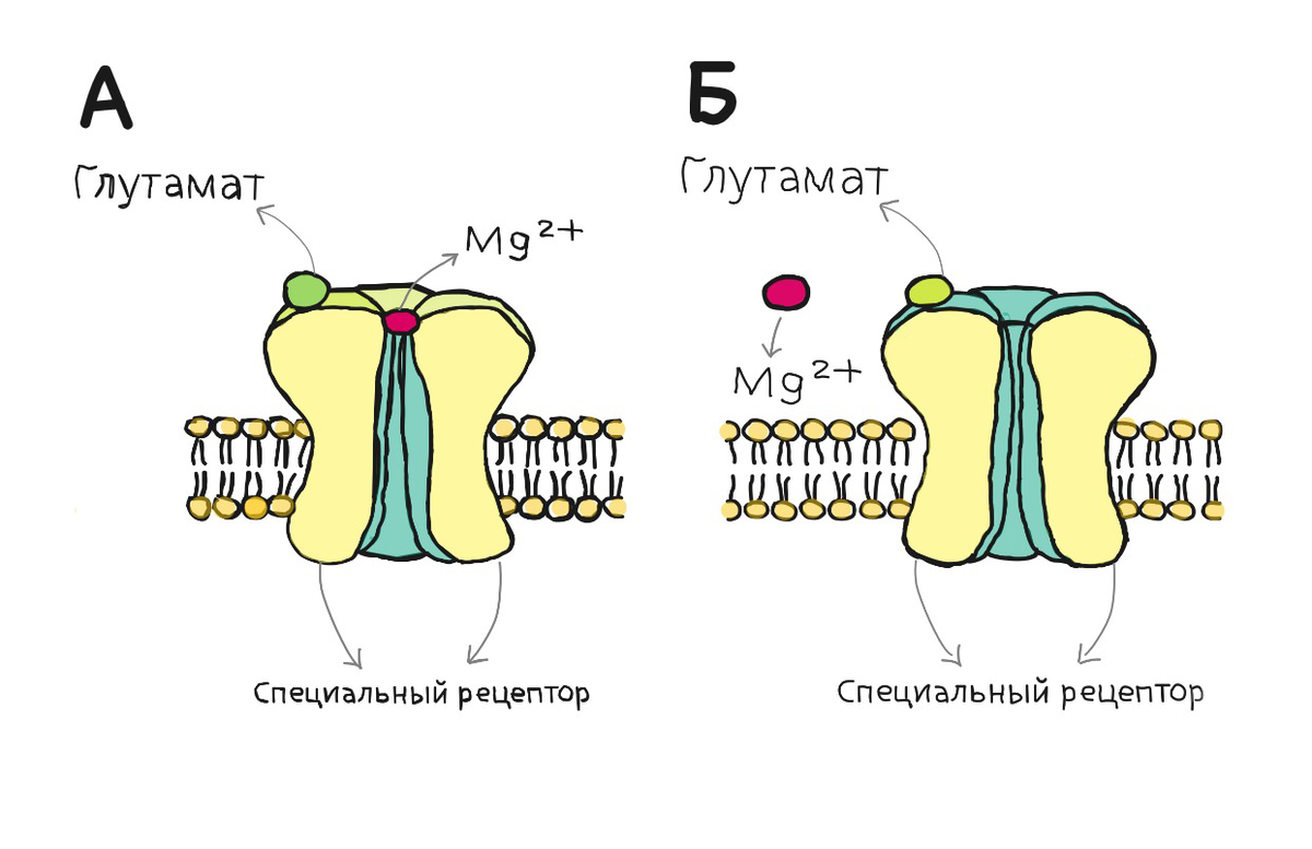 Рис. А.«Затыкание» ионом магния рецептора. Запоминание невозможно. Б.«Выбивание» иона магния из рецептора. Запоминание возможно.