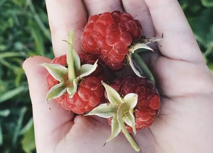 Фото unsplash/Claudiu Morut: своевременно собирайте урожай ягод