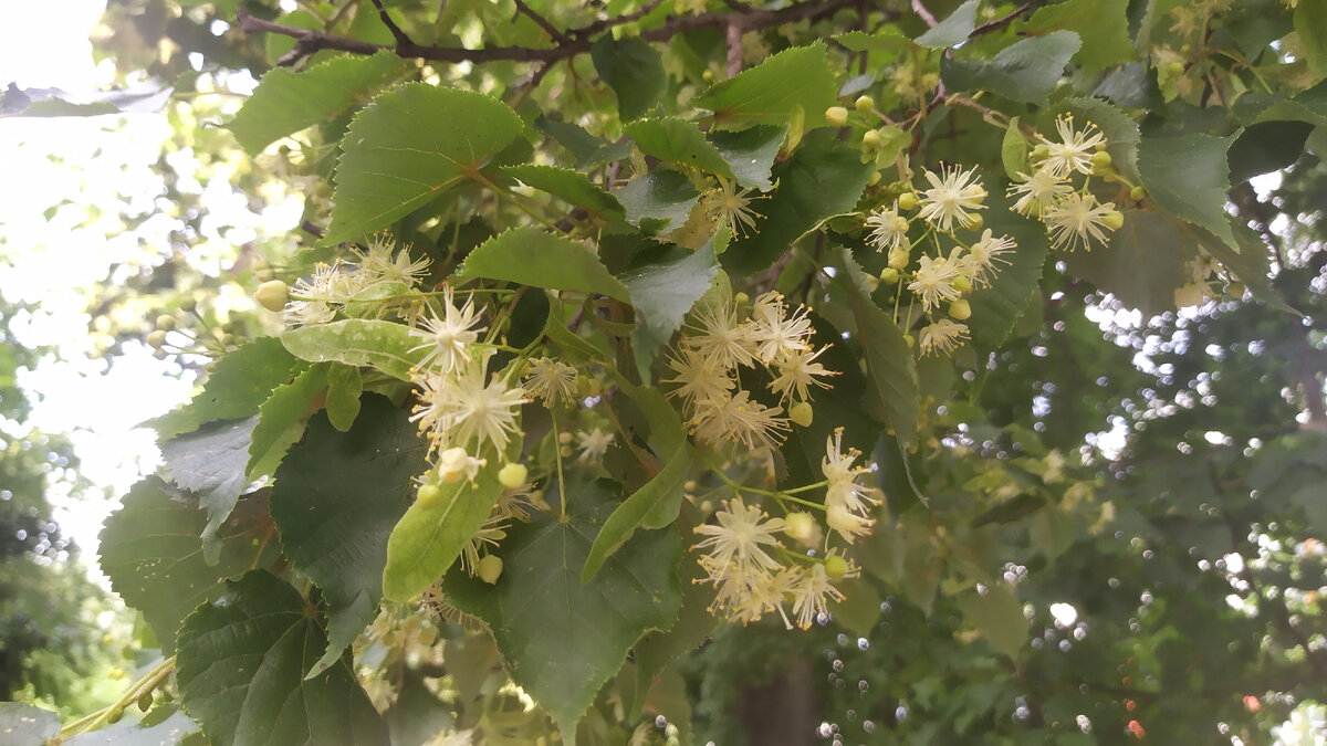 Липовый цвет