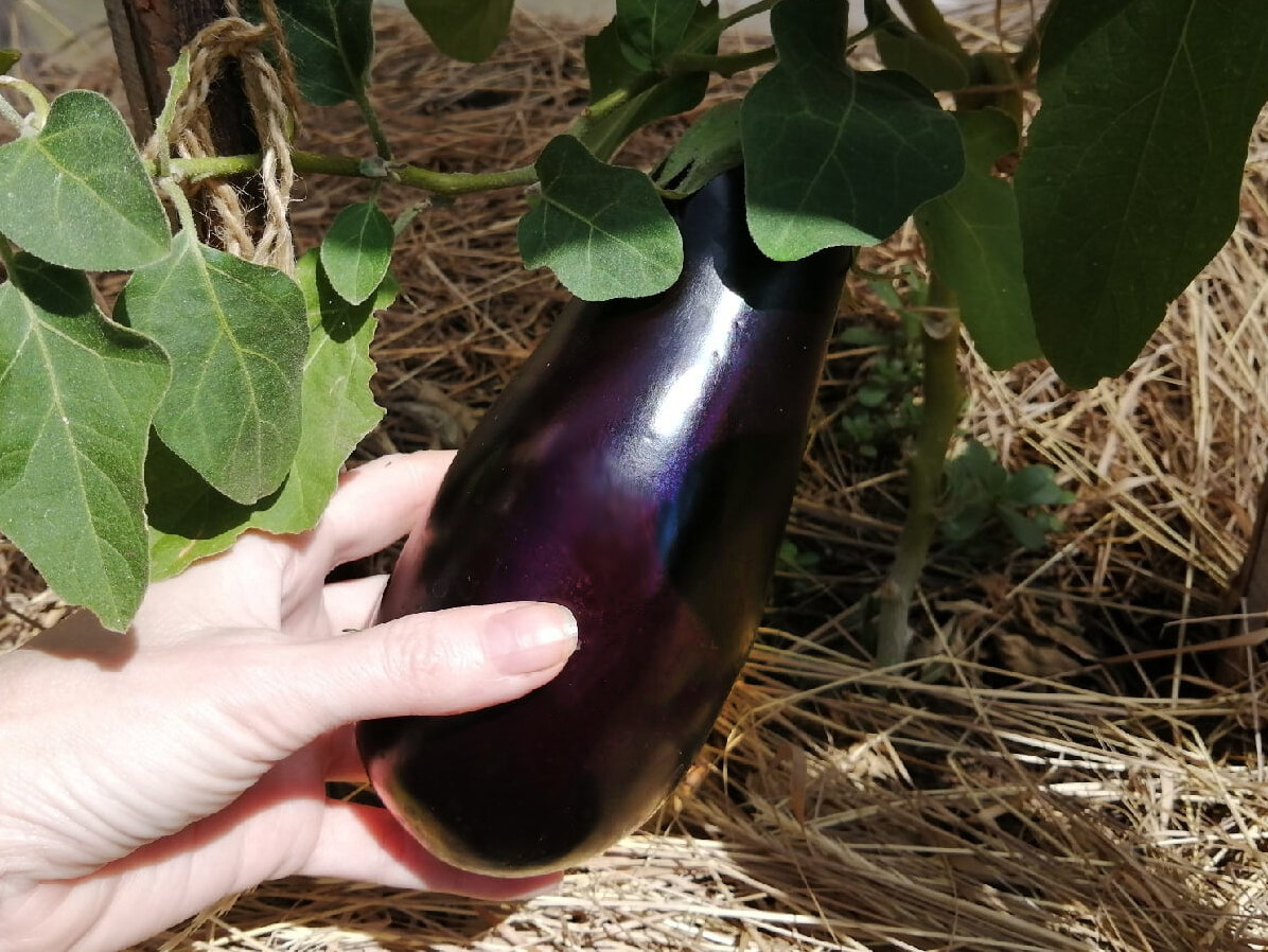 Баклажан "Синенький"