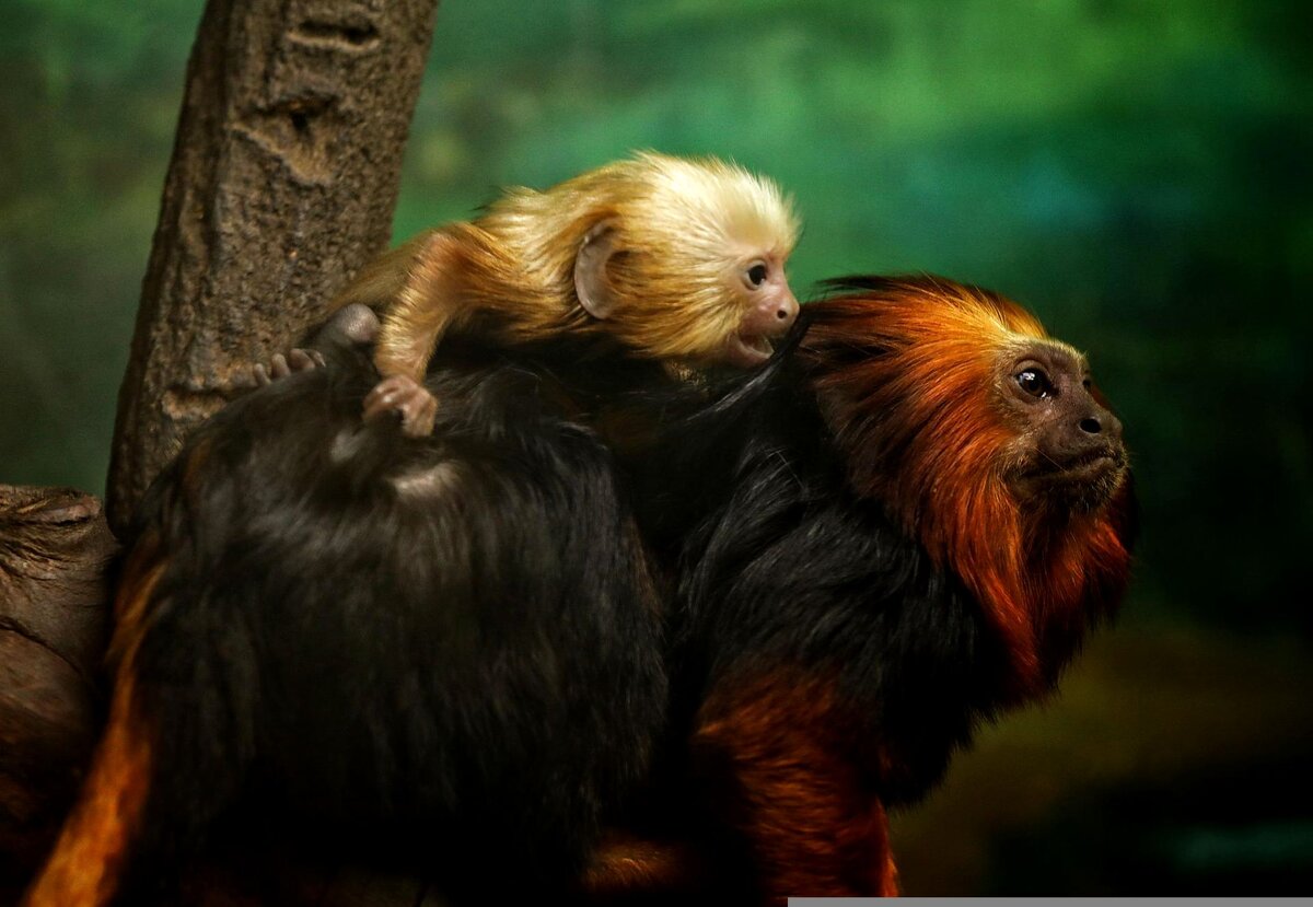 Изображение will zhang с сайта Pixabay