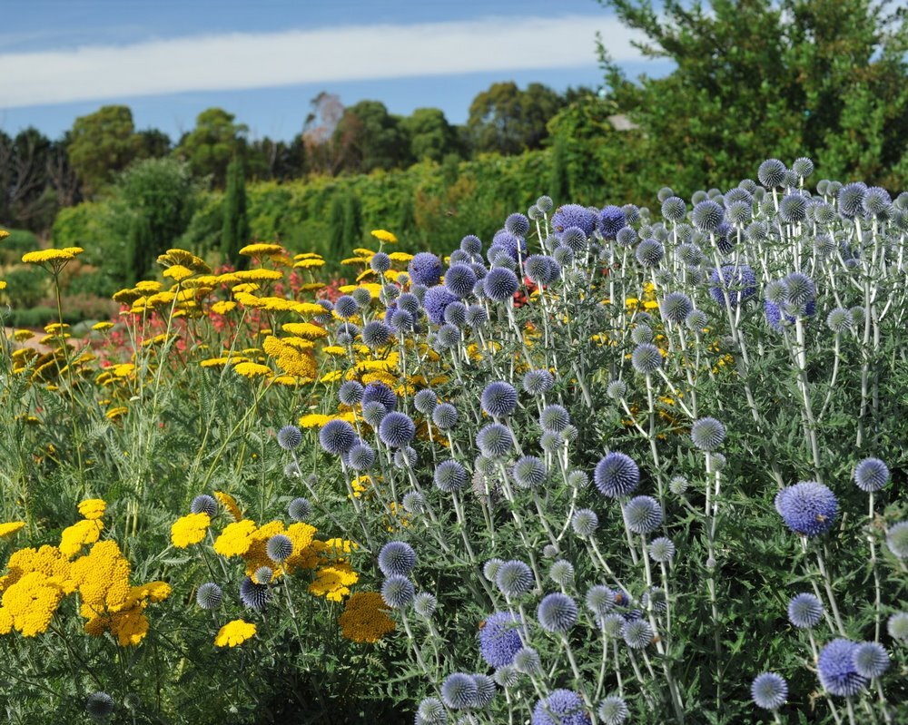 Тысячелистник ‘Coronation Gold’ и мордовник