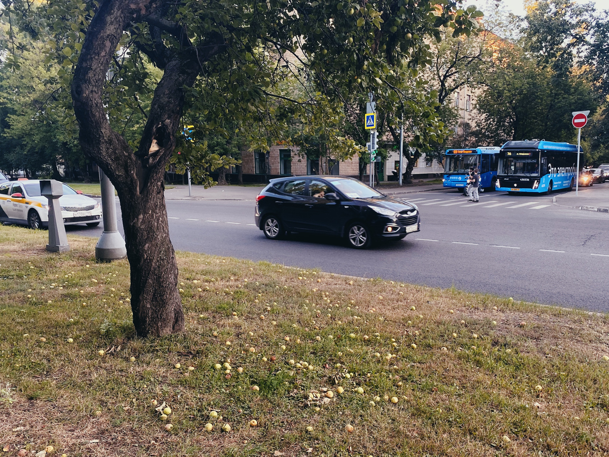 Последний день августа, пора публиковать фотодневник. Знойное лето сменилось промозглой осенью всего за ночь. И ладно: очень люблю сентябрь.-2