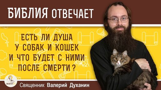 Есть ли душа у собак и кошек и что будет с ними после смерти ?