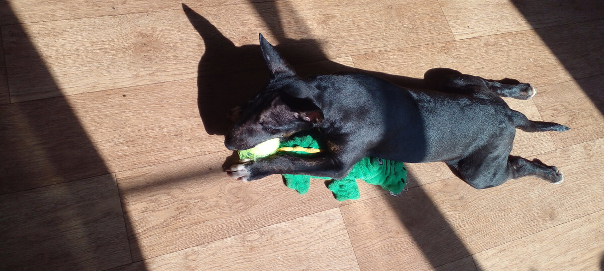 Профиль бультерьера❤