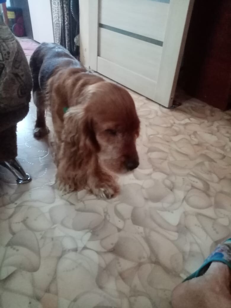 кот и пес территория надежды дзен