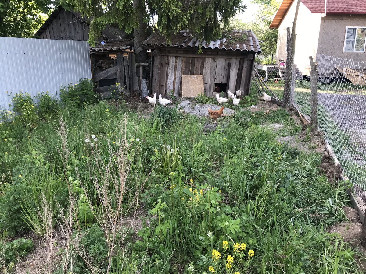 Вот такая сараюшка стала курятником. С выгулом, как у коров :))