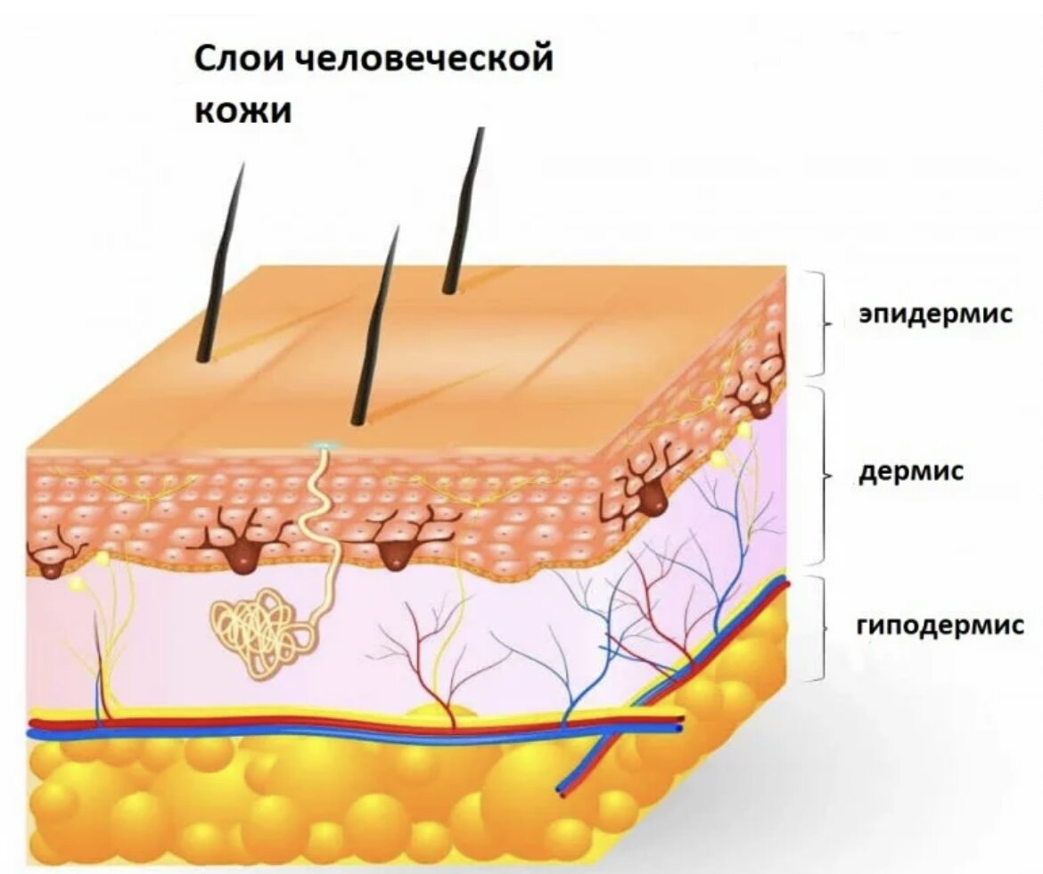 Три слоя кожи. 