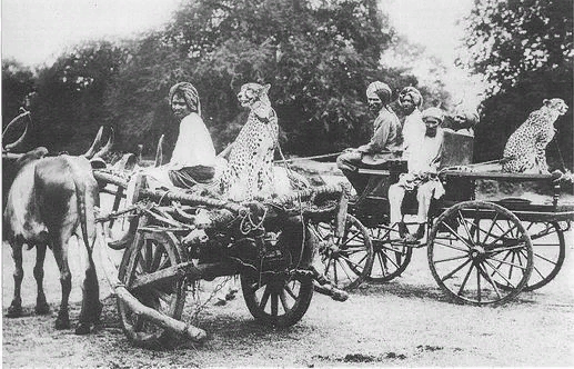 Последняя охота с участием гепардов состоялась в Индии в 1942 году, за 70 лет до их вымирания в стране. 