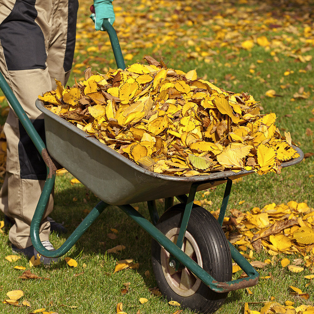 Листьев много не бывает!