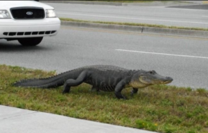    Фото: popmeh.ru Артем Гришков